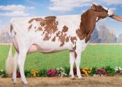 LOVELY RED_FR2941422843_(NANO P RED)_JOLLE PATRICE_29_PLOUVIEN_Classique_BD