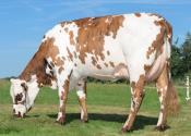 RIVIERA_FR3525695155_(OLTRAFORD)_GAEC DU PLESSIS_35_GUIGNEN_3-4 arrière broutante_BD