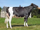 PAVANAISE_FR3514052827_(JAZZ)_EARL DU CHATELET_35_BALAZE_Classique_BD (1)