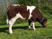 PAPILLON_FR5369399736_Broutant_BD (1)