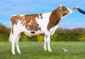 ULTIMATOM_FR2254903528_Classique_BD (1)