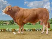 POUMBA_FR2320119311_Classique_BD (6)