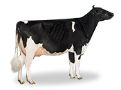 Holstein