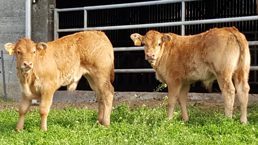 Taureau Limousin à Vendre Sans Corne Homozygote
