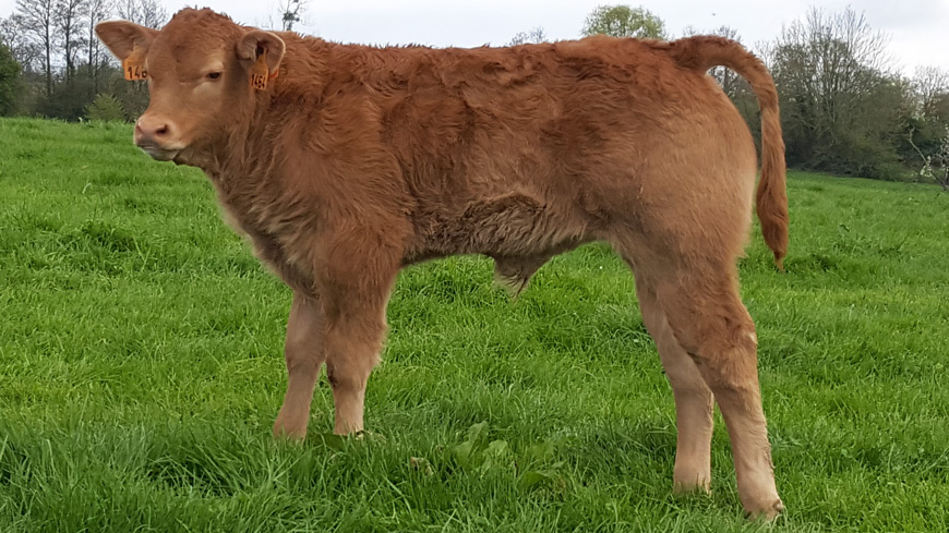 Taureau Limousin à Vendre Sans Corne Homozygote