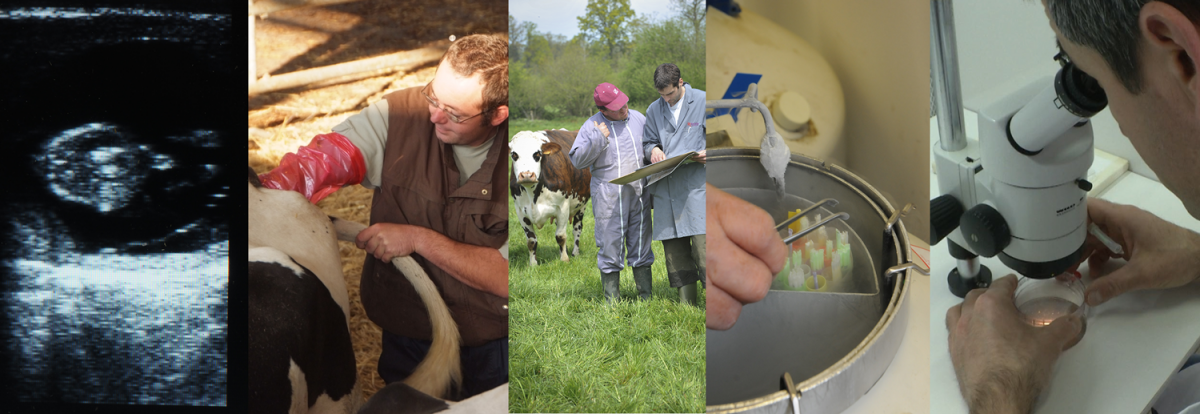 Reproduction EVOLUTION